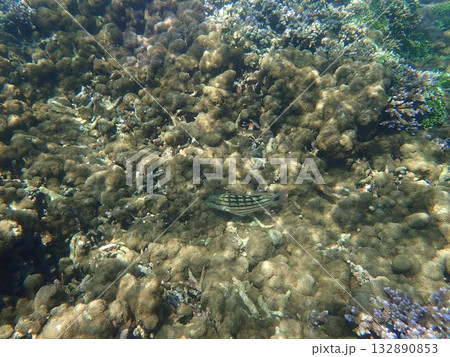 スリランカ　ピジョン島国立公園の魚 132890853