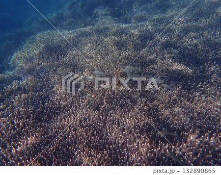 スリランカ　ピジョン島国立公園の魚 132890865