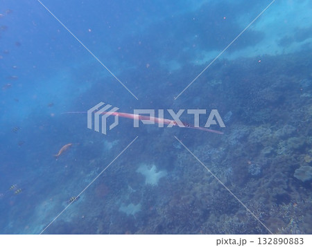 スリランカ ピジョン島国立公園の魚 スリランカ ピジョン島国立公園の魚 132890883