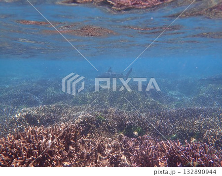 スリランカ　ピジョン島国立公園の鮫 132890944