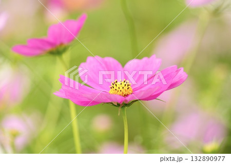ピンクの綺麗な秋桜　コスモス畑 132890977