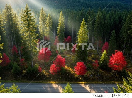 Sun rays illuminate a dense pine forest contrasting with vibrant red autumn trees and a scenic road. 132891140