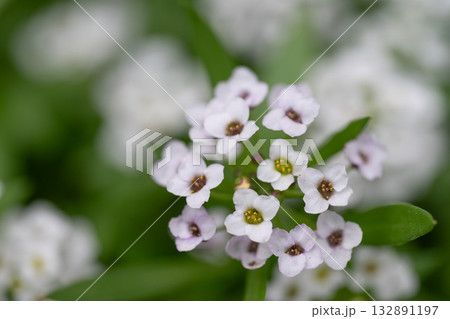 白から薄紫の小花が密集するスイートアリッサム 白から薄紫の小花が密集するスイートアリッサム 132891197