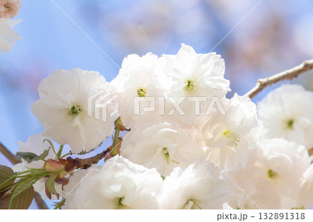桜の花【品種:普賢象】 桜の花【品種:普賢象】 132891318