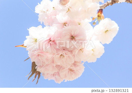桜の花【品種：普賢象】 132891321