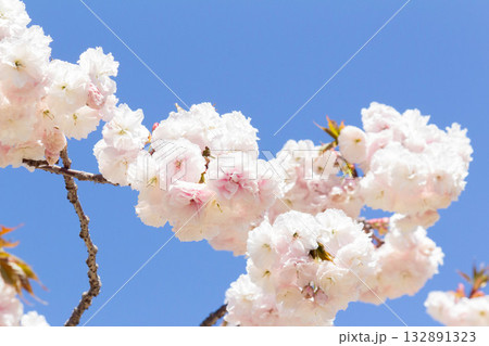 桜の花【品種：普賢象】 132891323
