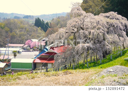桜といへば　福島県三春の滝ザクラ 132891472