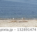 検見川浜の渡り鳥ユリカモメ 132891474