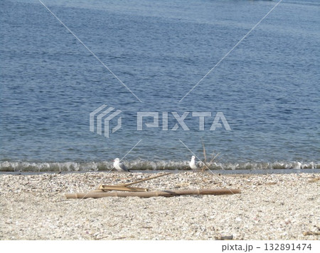 検見川浜の渡り鳥ユリカモメ 132891474