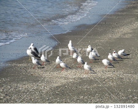 検見川浜の渡り鳥ユリカモメ 132891480