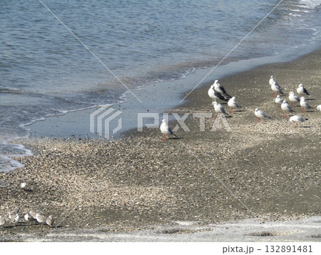 検見浜で冬の渡り鳥ユリカモメと旅鳥のミユビシギ 検見浜で冬の渡り鳥ユリカモメと旅鳥のミユビシギ 132891481