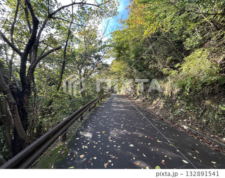 木陰道 132891541