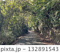 木陰の先の道 132891543