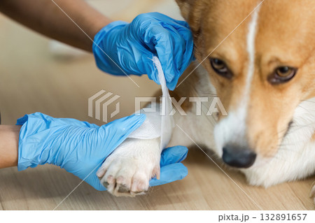 Veterinary Treatment. Vet bandaging corgi dog's paw in clinic. 132891657