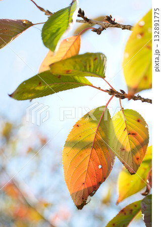 紅葉した桜の葉 132891775