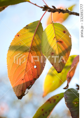 紅葉した桜の葉 紅葉した桜の葉 132891777