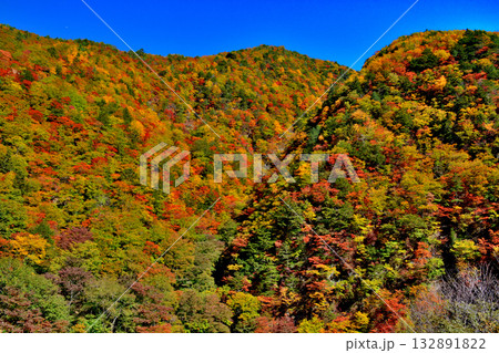 大井川源流と秋の紅葉 132891822