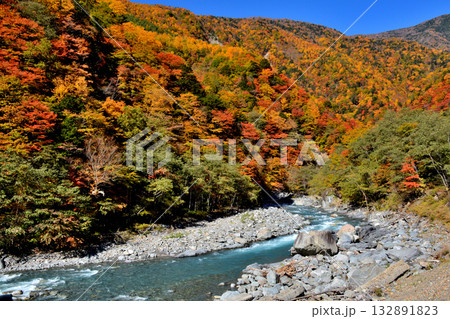 大井川源流と秋の紅葉 大井川源流と秋の紅葉 132891823
