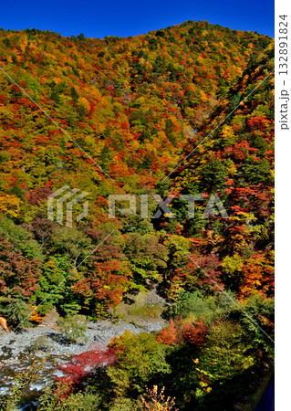大井川源流と秋の紅葉 大井川源流と秋の紅葉 132891824