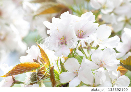 桜の花【品種：駿河台匂】 132892199