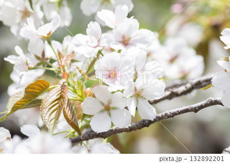 桜の花【品種:駿河台匂】 桜の花【品種:駿河台匂】 132892201