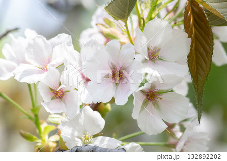 桜の花【品種：駿河台匂】 132892202