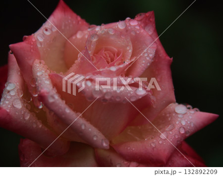 雨の降る10月に美しく咲いたピンク色のバラの花「丹頂」 132892209