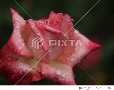 雨の降る10月に美しく咲いたピンク色のバラの花「丹頂」 雨の降る10月に美しく咲いたピンク色のバラの花「丹頂」 132892210