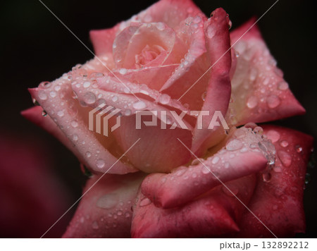 雨の降る10月に美しく咲いたピンク色のバラの花「丹頂」 雨の降る10月に美しく咲いたピンク色のバラの花「丹頂」 132892212