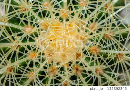 High angle view of the top part of Golden barrel cactus (Echinocactus grusonii) with spines and thorn. High angle view of the top part of Golden barrel cactus (Echinocactus grusonii) with spines and thorn. 132892246