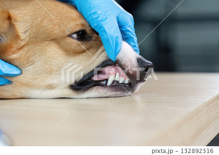 Veterinarian examining corgi dog's teeth in veterinary clinic 132892316