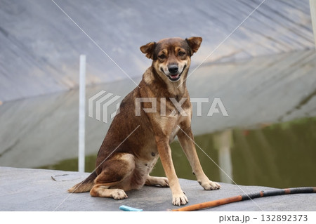 おとなしく座っている犬の風隙 おとなしく座っている犬の風隙 132892373