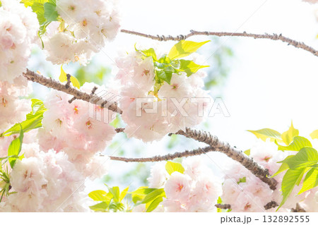 桜の花【品種：松月】 132892555