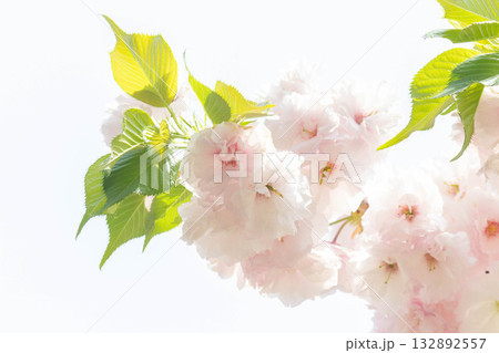 桜の花【品種：松月】 132892557