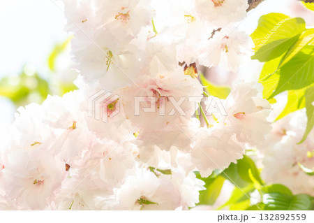 桜の花【品種：松月】 132892559