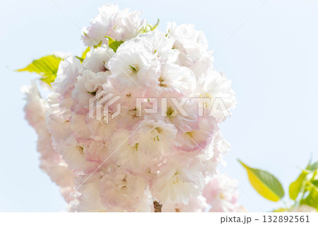 桜の花【品種：松月】 132892561