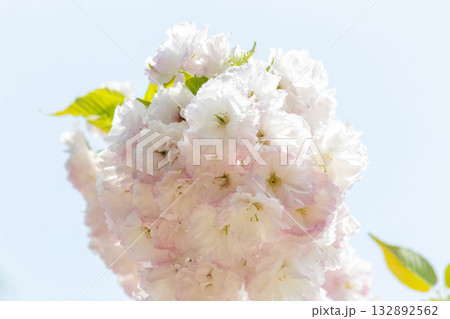 桜の花【品種：松月】 132892562