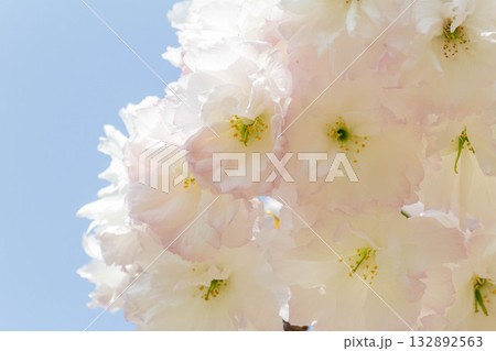 桜の花【品種:松月】 桜の花【品種:松月】 132892563