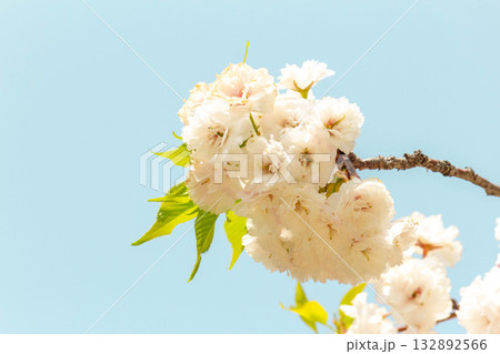 桜の花【品種：松月】 132892566