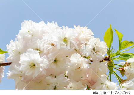 桜の花【品種：松月】 132892567