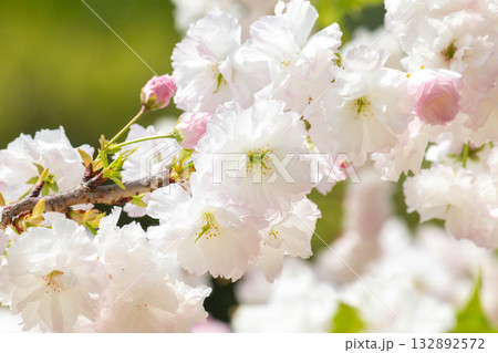 桜の花【品種:松月】 桜の花【品種:松月】 132892572