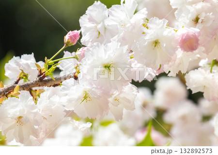 桜の花【品種：松月】 132892573