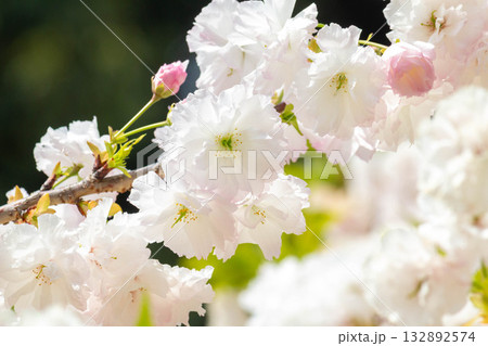 桜の花【品種：松月】 132892574