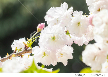 桜の花【品種：松月】 132892575