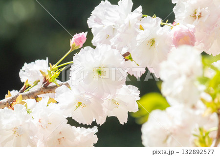 桜の花【品種:松月】 桜の花【品種:松月】 132892577