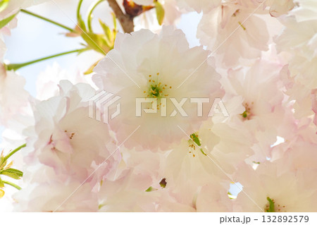 桜の花【品種:松月】 桜の花【品種:松月】 132892579