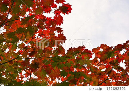 紅葉したもみじ 132892591