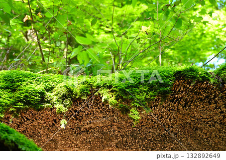 苔が彩る伝統的な茅葺き屋根のディテール 132892649