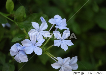 薄青紫色の花ぴらのルリマツリの花のアップの風景 132892689