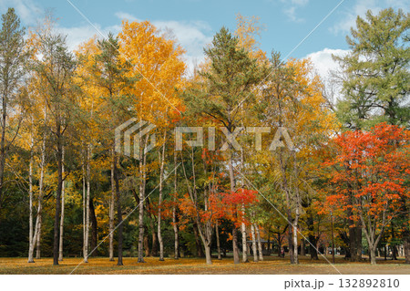 Beautiful Autumn Colors of Maruyama Park in Sapporo, Hokkaido, Japan 132892810